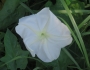 Ipomoea alba image