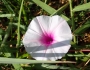 Ipomoea aquatica image