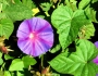 Ipomoea indica image