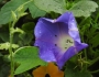 Ipomoea nil image
