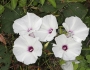 Ipomoea pandurata image