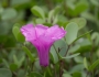 Ipomoea pes-caprae image