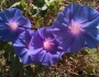 Ipomoea purpurea image