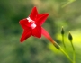 Ipomoea quamoclit image