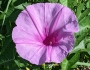 Ipomoea sagittata image