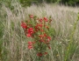 Ipomopsis rubra image