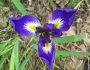 Iris brevicaulis image