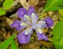 Iris cristata image