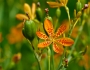 Iris domestica image