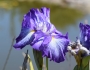 Iris ensata image