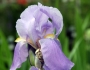 Iris pallida image