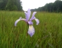 Iris prismatica image