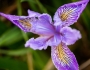 Iris tenax image
