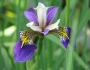 Iris versicolor image