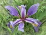 Iris virginica image