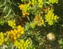 Isocoma menziesii image