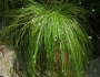 Isolepis cernua image
