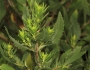 Iva frutescens image