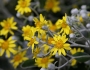 Jacobaea maritima image