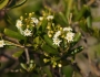 Jacquinia keyensis image