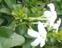 Jasminum angulare image