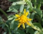 Jaumea carnosa image