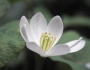Jeffersonia diphylla image