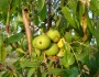 Juglans californica image