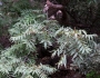 Juglans major image