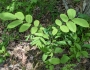 Juglans mandshurica image