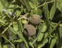 Juglans microcarpa image