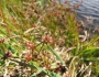 Juncus acuminatus image
