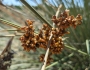 Juncus acutus image