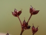 Juncus articulatus image