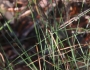 Juncus mexicanus image