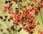 Juncus biflorus image