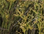 Juncus brachycephalus image