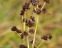 Juncus canadensis image