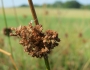 Juncus conglomeratus image