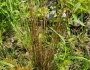 Juncus dudleyi image