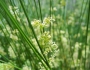 Juncus effusus image