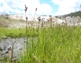 Juncus ensifolius image