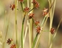Juncus fontanesii image