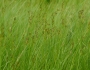 Juncus gerardii image