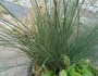 Juncus inflexus image