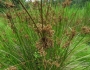 Juncus interior image