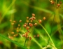 Juncus marginatus image