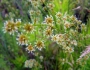 Juncus megacephalus image