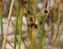Juncus militaris image