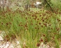 Juncus nevadensis image